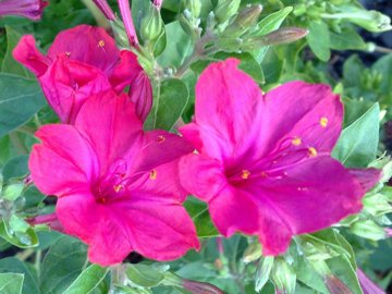 Mirabilis jalapa / Bella di notte